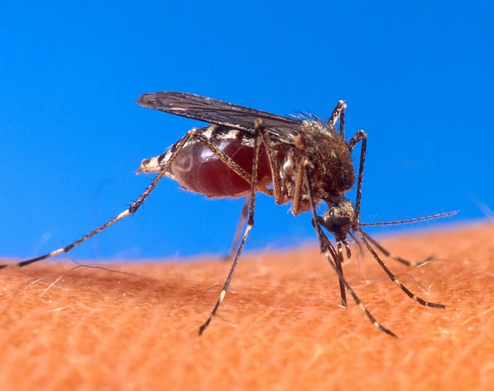 Mosquito Aedes aegypti visto de cerca